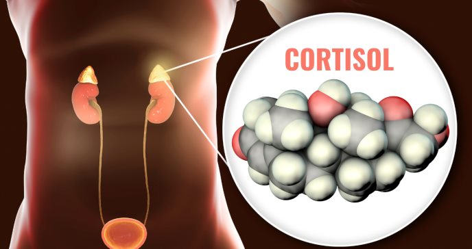 cortisol