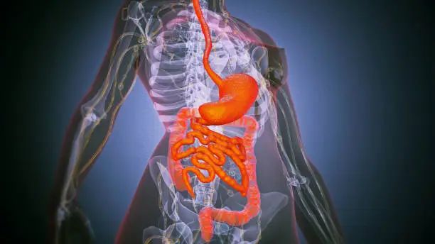 Cómo Activar el Metabolismo Lento: Métodos Científicos para Quemar Más Calorías